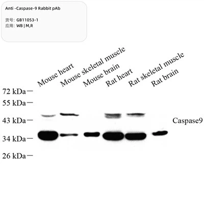 Anti-caspase -9 iepure PAB