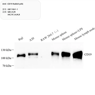 Anti-CD19 iepure PAB